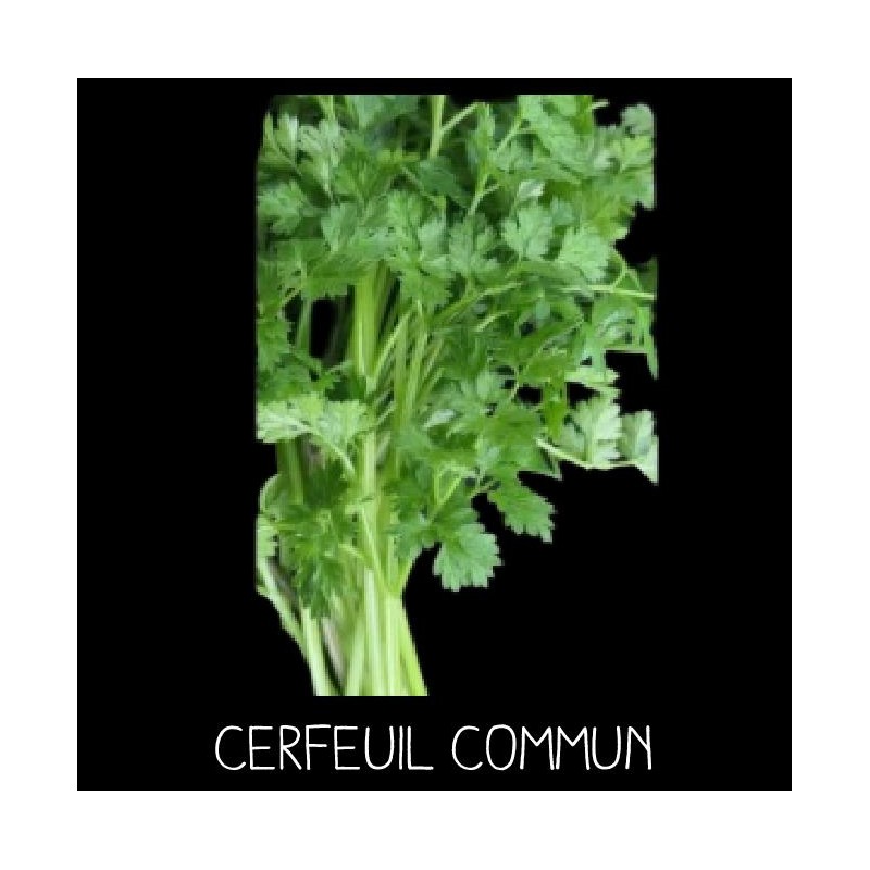 Cerfeuil commun (Anthriscum Cerefolium)