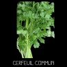 Cerfeuil commun (Anthriscum Cerefolium)