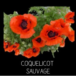 Coquelicot sauvage - PAPAVER RHOEAS