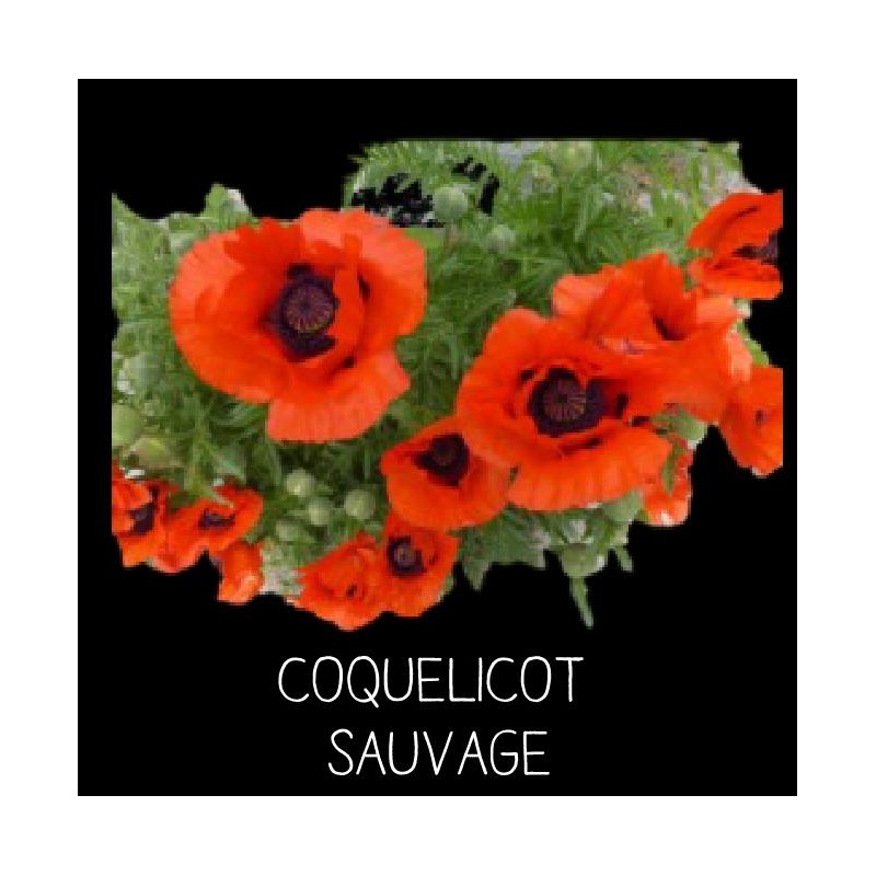 Coquelicot sauvage - PAPAVER RHOEAS