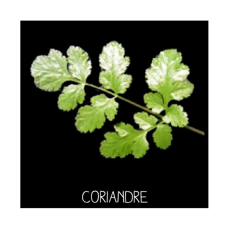 coriandre cultivée