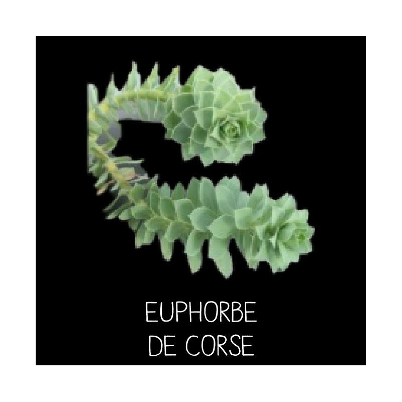 Euphorbe de Corse (Myrsinites)