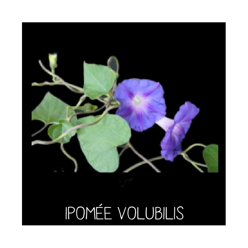 Ipomée volubilis - IPOMEA PURPUREA