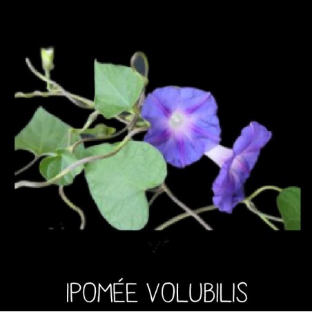Ipomée volubilis - IPOMEA PURPUREA
