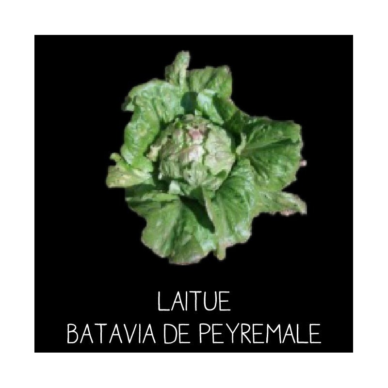 Laitue Batavia de Peyremale