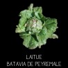 Laitue Batavia de Peyremale