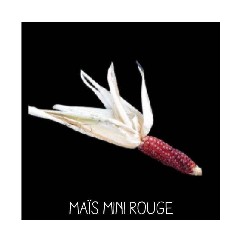 Maïs mini rouge