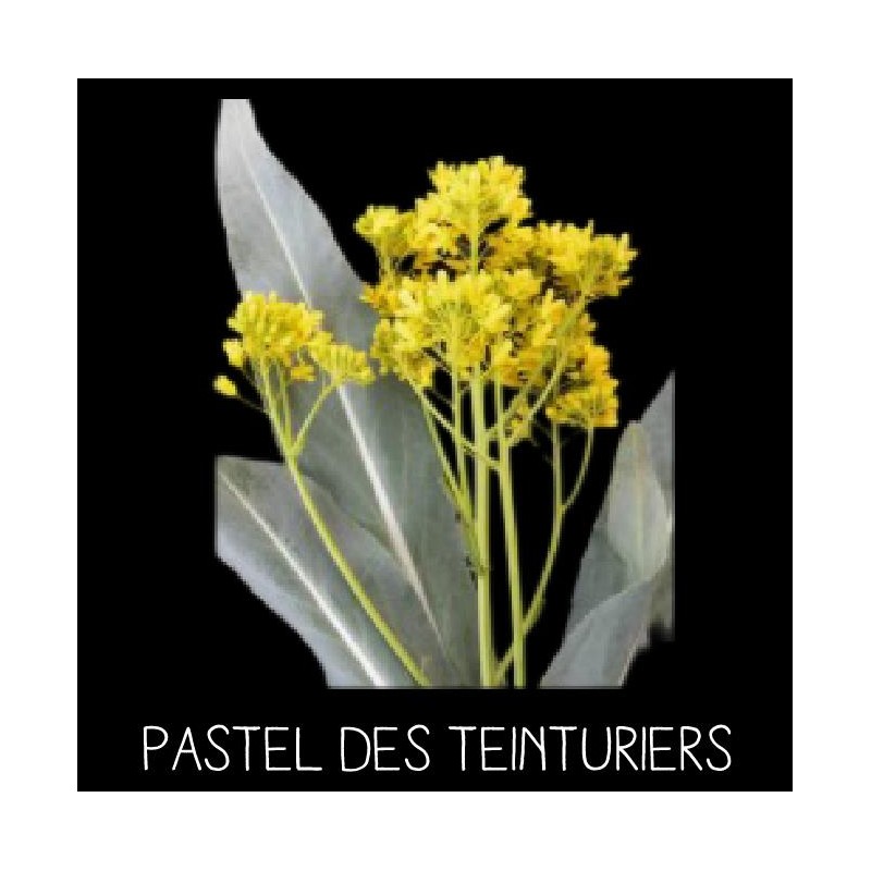 Pastel des teinturiers - ISATIS TINCTORIA