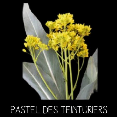 Pastel des teinturiers - ISATIS TINCTORIA