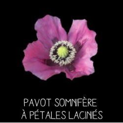 Pavot somnifère à pétales laciniés - PAPAVER SOMNIFERUM