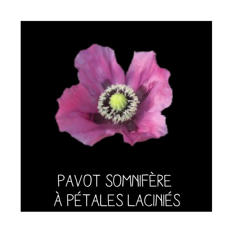 Pavot somnifère à pétales laciniés - PAPAVER SOMNIFERUM