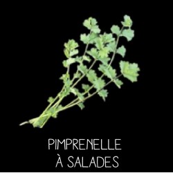 Pimprenelle à salades vivace - SANGISORBA MINOR