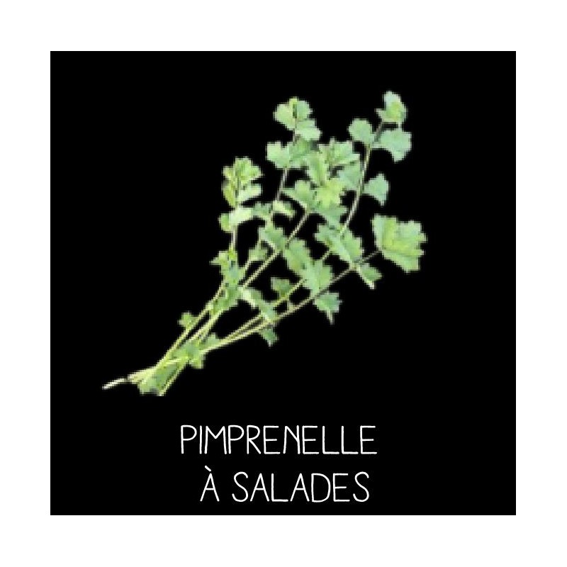 Pimprenelle à salades vivace - SANGISORBA MINOR
