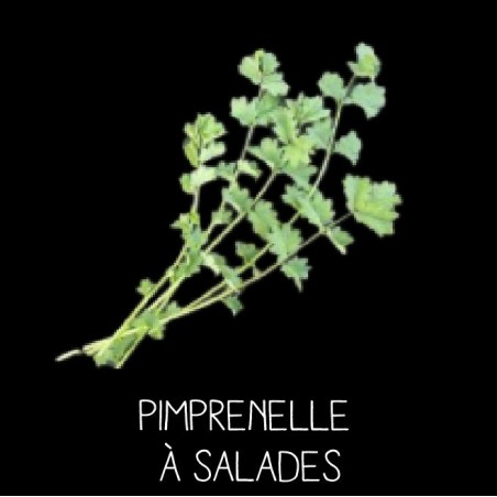 Pimprenelle à salades vivace - SANGISORBA MINOR