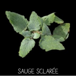 Sauge sclarée vivace - SALVIA SCL AREA