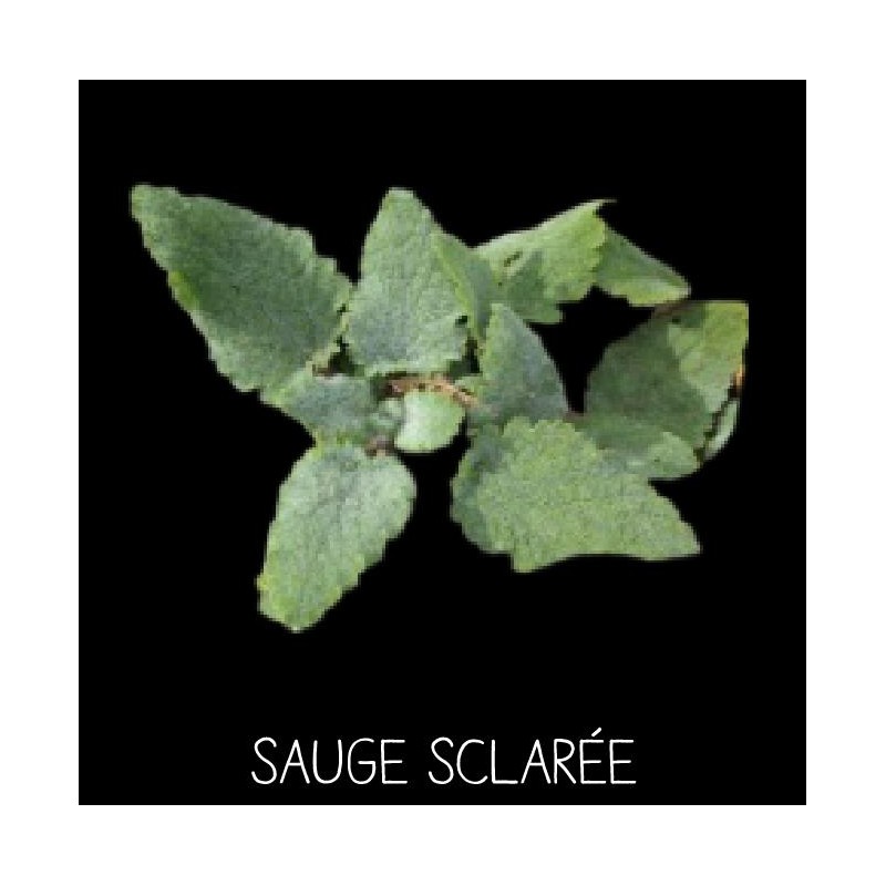 Sauge sclarée vivace - SALVIA SCL AREA