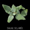 Sauge sclarée vivace - SALVIA SCL AREA