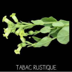 Tabac rustique - NICOTINIA RUSTICANIA