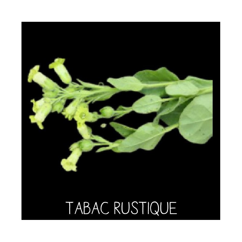 Tabac rustique - NICOTINIA RUSTICANIA