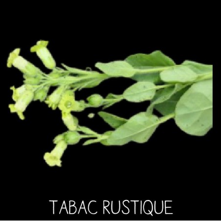 Tabac rustique - NICOTINIA RUSTICANIA