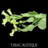 Tabac rustique - NICOTINIA RUSTICANIA