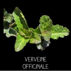 Verveine officinale vivace - VERBENA OFFICINALIS