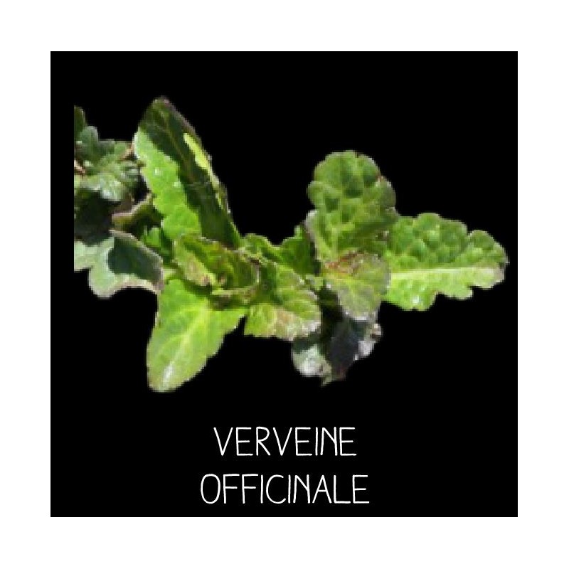 Verveine officinale vivace - VERBENA OFFICINALIS