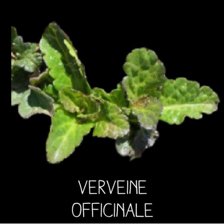 Verveine officinale vivace - VERBENA OFFICINALIS