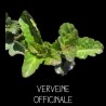 Verveine officinale vivace - VERBENA OFFICINALIS