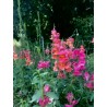 Muflier des jardins - ANTIRRHINUM MAJUS