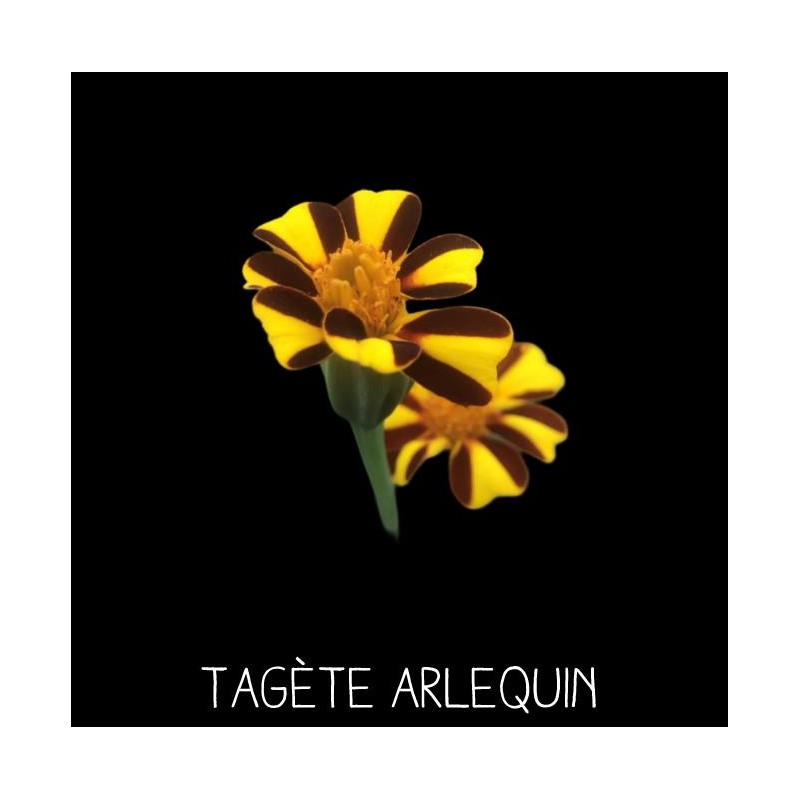 Tagète Arlequin