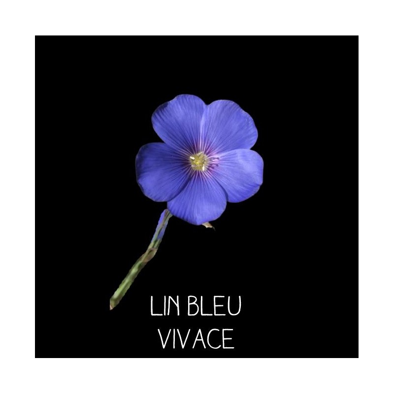 Lin bleu vivace