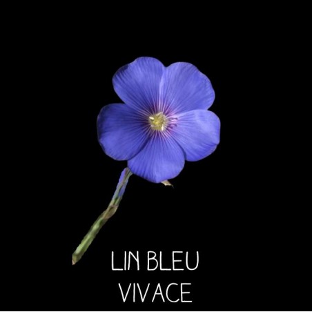 Lin bleu vivace