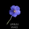 Lin bleu vivace