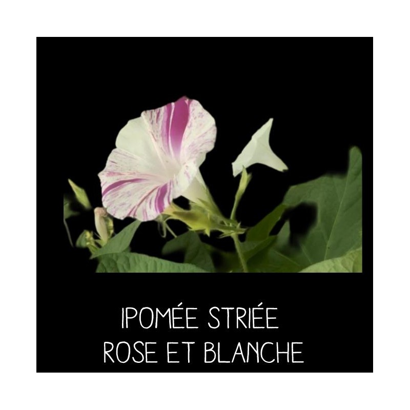 Ipomée striée rose et blanche