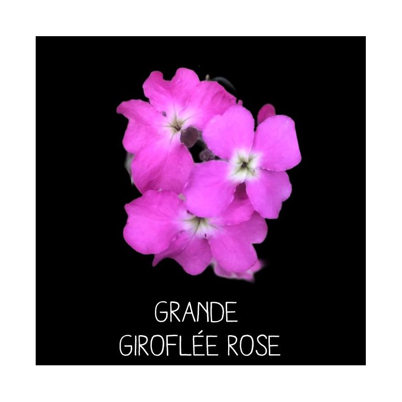 Grande giroflée rose