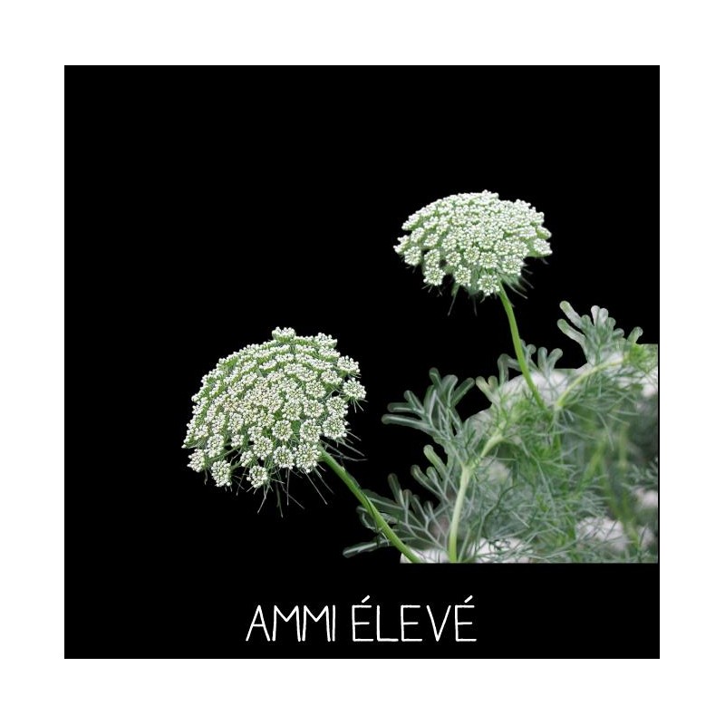 AMMI ÉLEVÉ