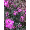 Grande giroflée rose