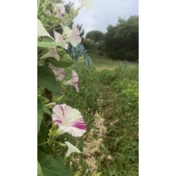 Ipomée striée rose et blanche
