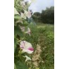 Ipomée striée rose et blanche