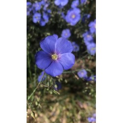 Lin bleu vivace