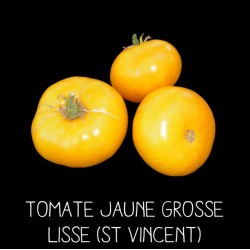 Tomate grosse jaune lisse ou jaune Saint-Vincent