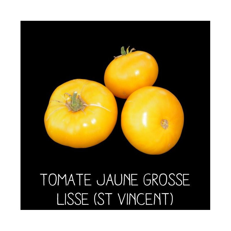 Tomate grosse jaune lisse ou jaune Saint-Vincent