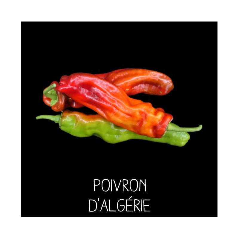 Poivron d’Algérie