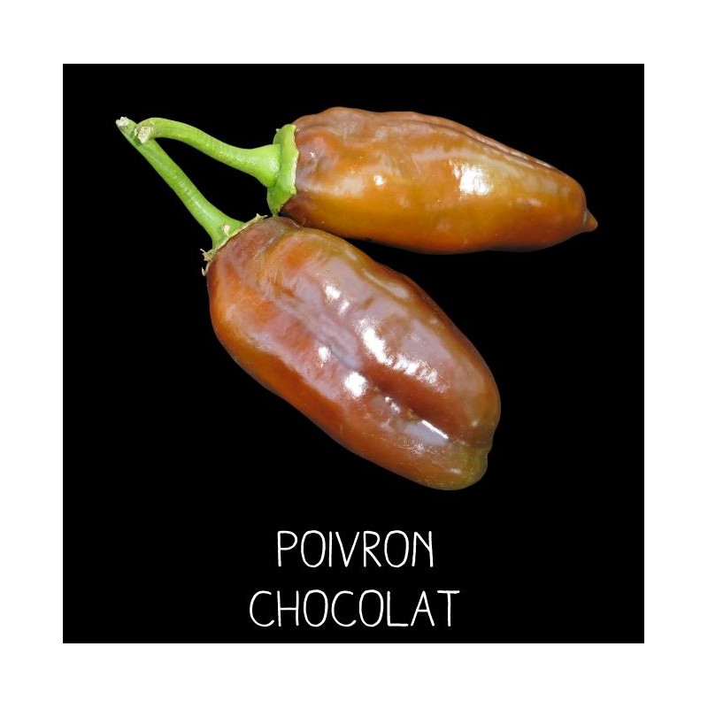 Poivron chocolat