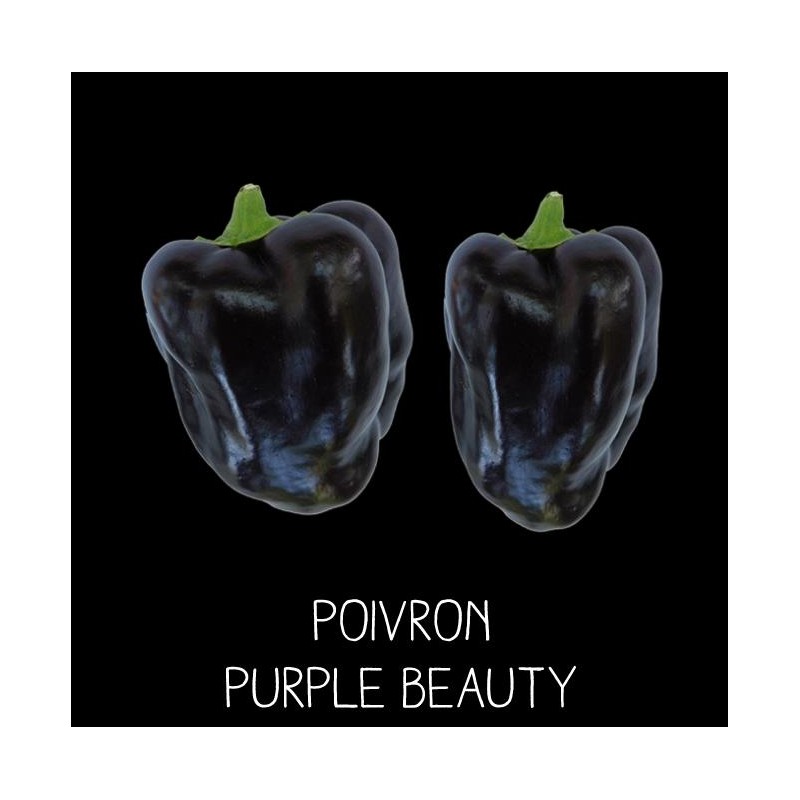 Poivron purple beauty