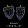 Poivron purple beauty