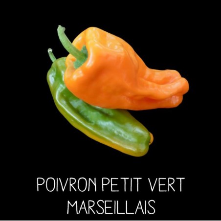 Poivron petit vert marseillais
