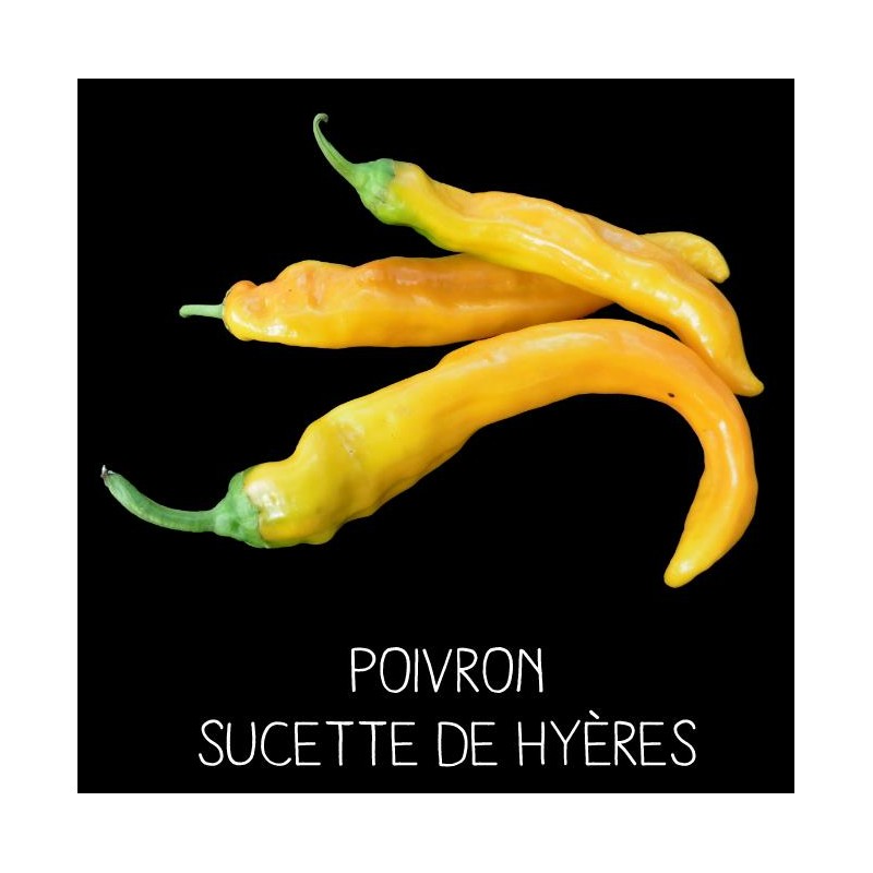 Poivron Sucette de Hyères