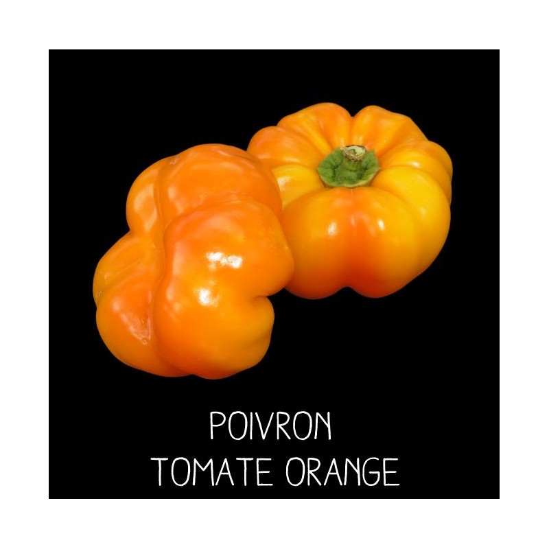 Poivron tomate orange